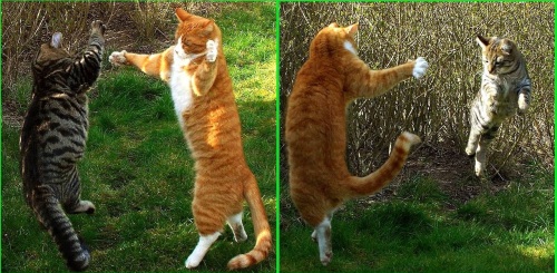 CAT DANCING